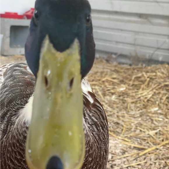 Meet your Posher, Mariah - Picture 5 of 12